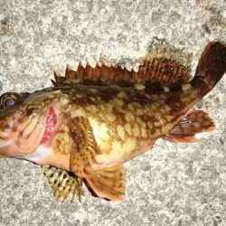 港内メバル＆ガシラ